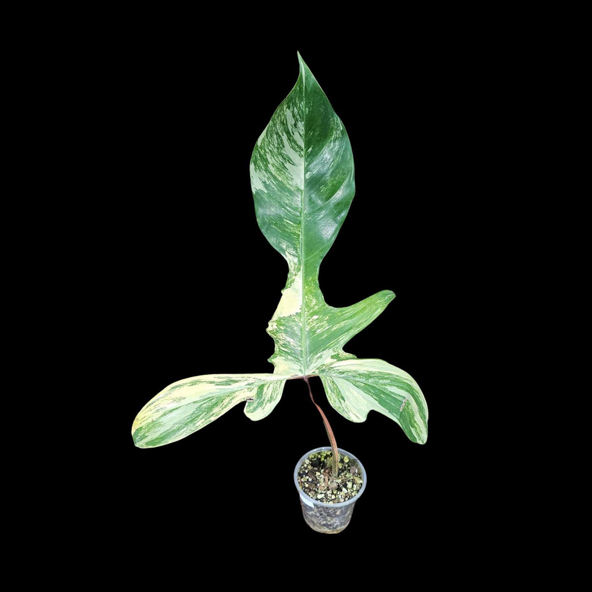 Variegated Philodendron Florida Beauty in a Nursery Pot - Extremely Rare Variegated Florida Beauty Live Indoor plant