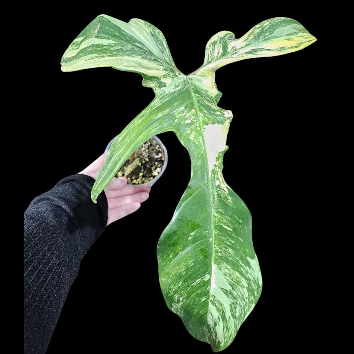 Variegated Philodendron Florida Beauty in a Nursery Pot - Extremely Rare Variegated Florida Beauty Live Indoor plant