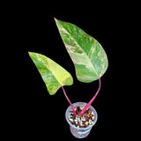 Variegated Philodendron Strawberry Shake in a Nursery Pot - RARE Collector Two Leaf Plant - Pink Strawberry Shake Plant - US Seller