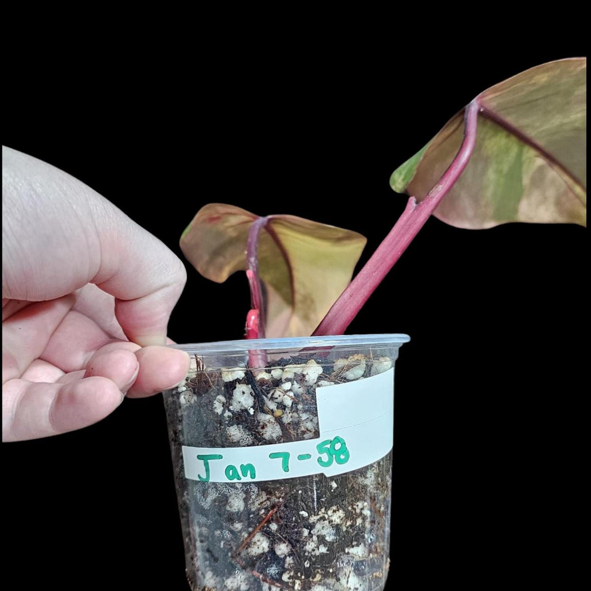 Variegated Philodendron Strawberry Shake in a Nursery Pot - RARE Collector Two Leaf Plant - Pink Strawberry Shake Plant - US Seller