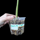 Variegated Monstera Albo Plant in a Nursery Pot - Highly Variegated Monstera ALBO Top Cut Potted - US SELLER Same Plant