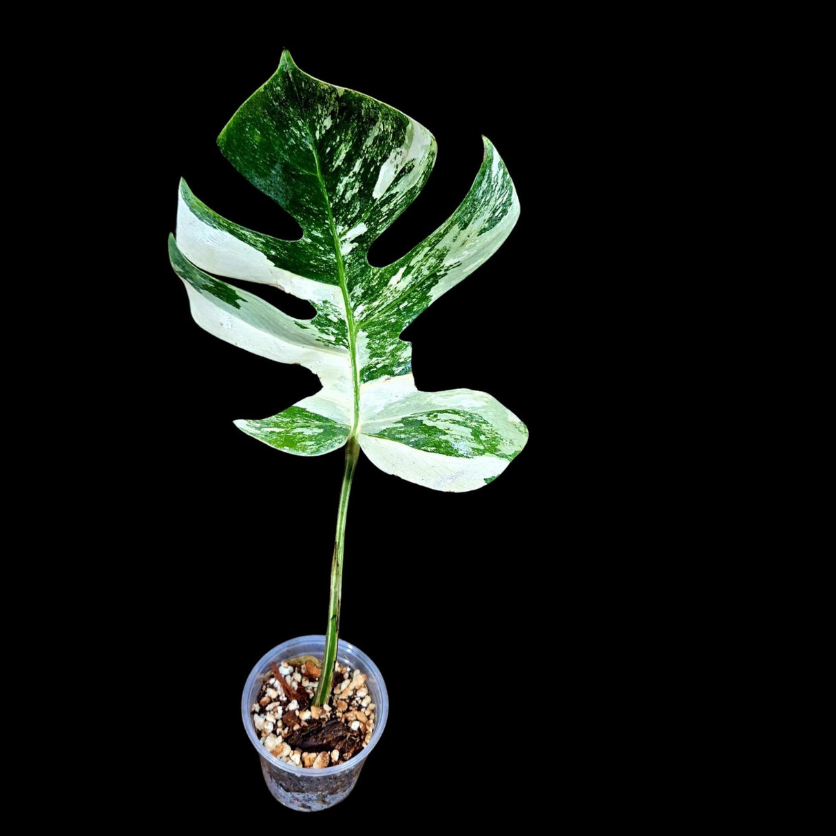 Variegated Monstera Albo Plant in a Nursery Pot - Highly Variegated Monstera ALBO Top Cut Potted - US SELLER Same Plant