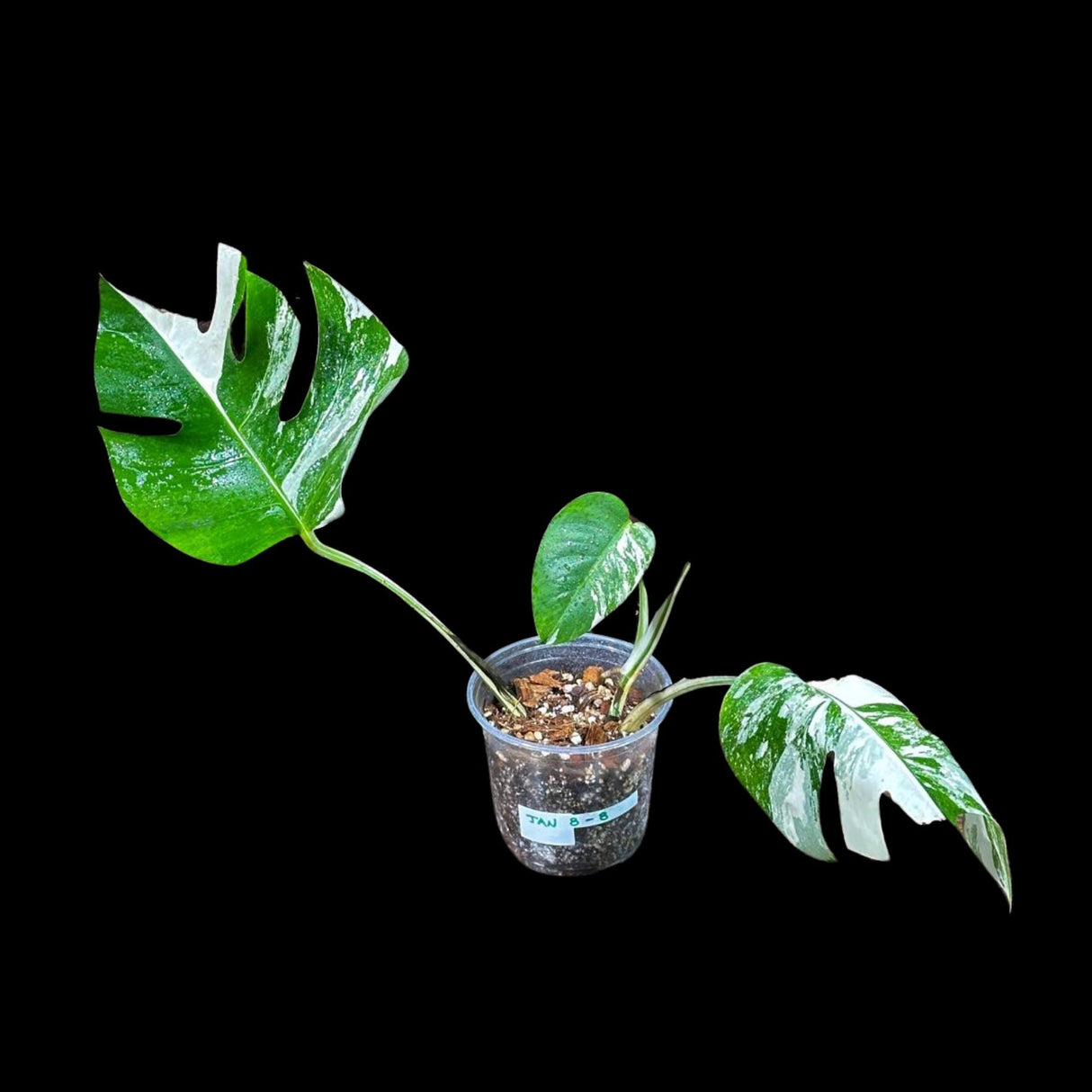 Variegated Monstera Albo Plant in a Nursery Pot - Highly Variegated Monstera ALBO Potted Plant - US SELLER Same Plant