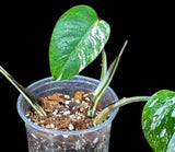Variegated Monstera Albo Plant in a Nursery Pot - Highly Variegated Monstera ALBO Potted Plant - US SELLER Same Plant