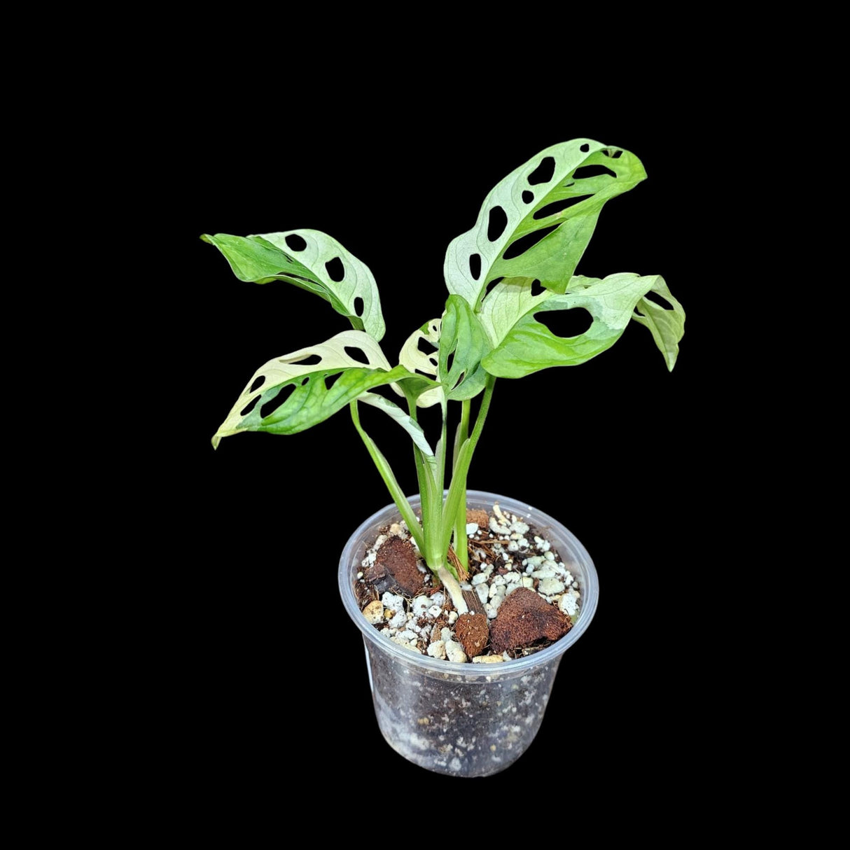 High Variegated White Monstera Adansonii Albo in a Nursery Pot - Swiss Cheese Half-Moon Leaf Potted Plant- SAME pot as Image - US Seller