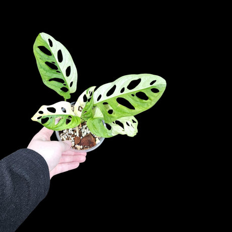 High Variegated White Monstera Adansonii Albo in a Nursery Pot - Swiss Cheese Half-Moon Leaf Potted Plant- SAME pot as Image - US Seller