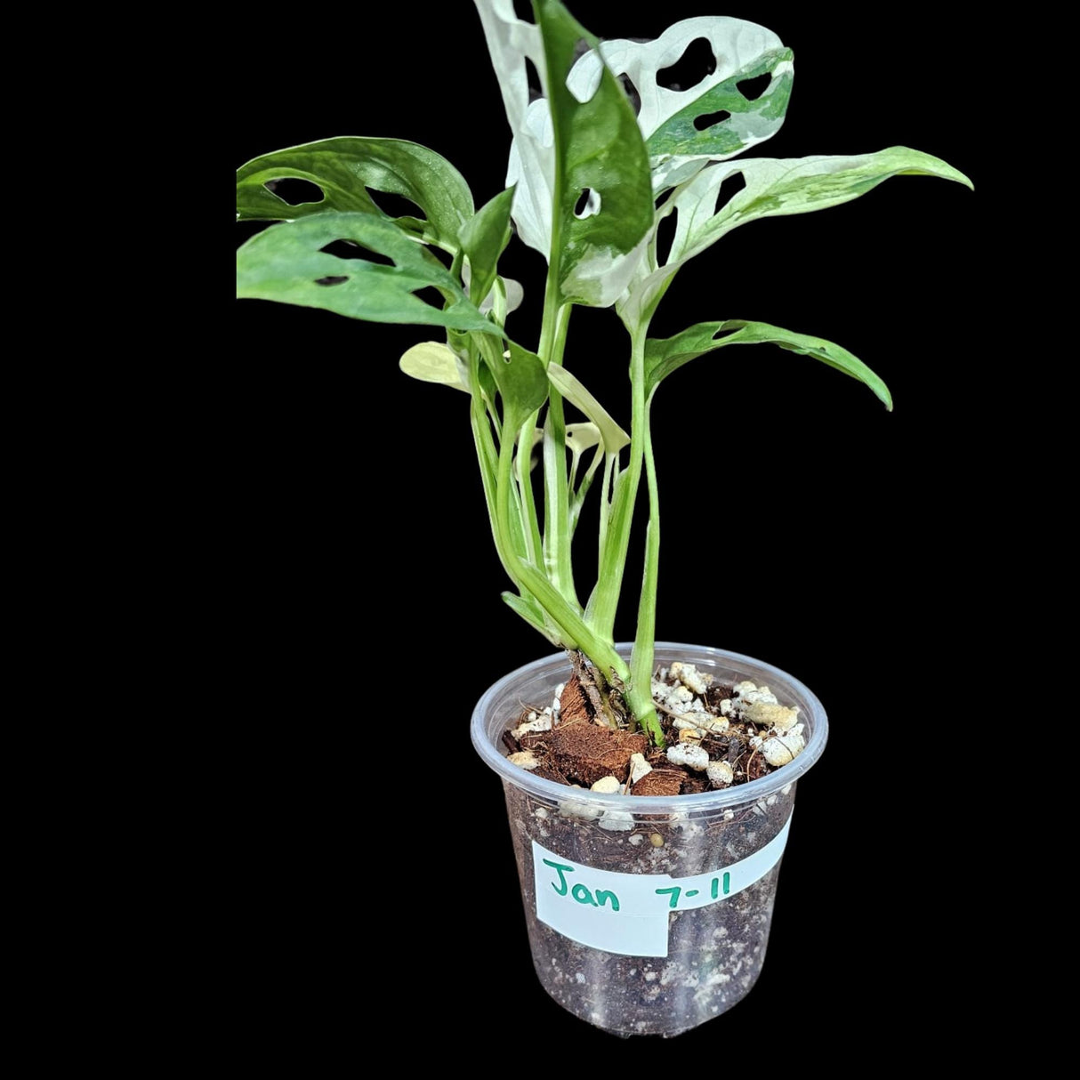 High Variegated White Monstera Adansonii Albo in a Nursery Pot - Swiss Cheese Half-Moon Leaf Potted Plant- SAME pot as Image - US Seller