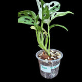 High Variegated White Monstera Adansonii Albo in a Nursery Pot - Swiss Cheese Half-Moon Leaf Potted Plant- SAME pot as Image - US Seller