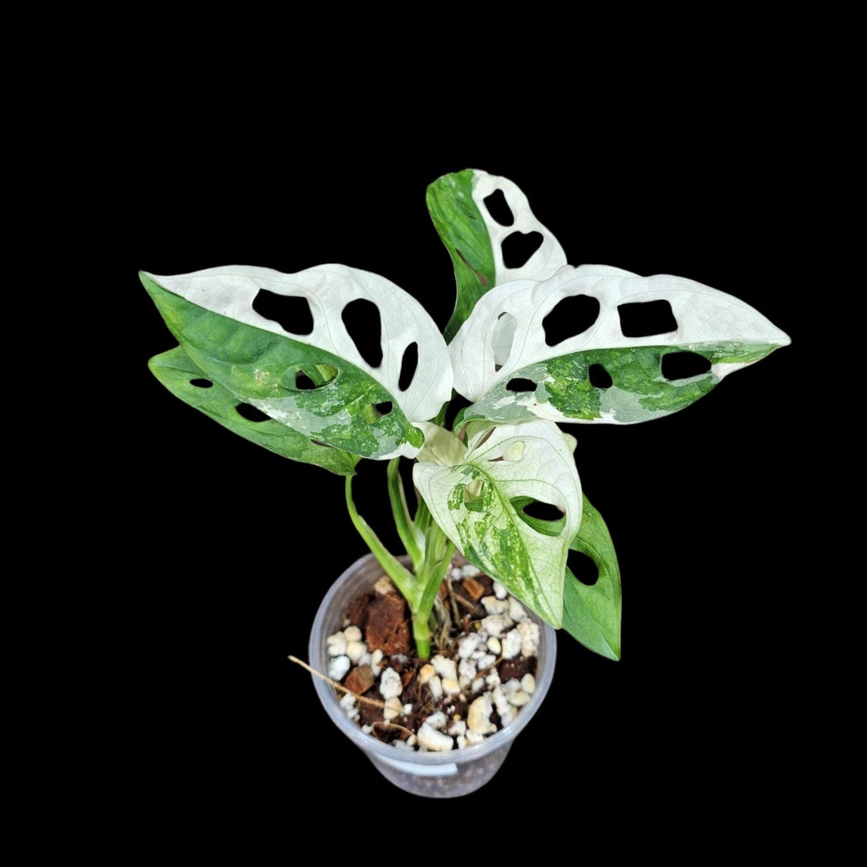 High Variegated White Monstera Adansonii Albo in a Nursery Pot - Swiss Cheese Half-Moon Leaf Potted Plant- SAME pot as Image - US Seller