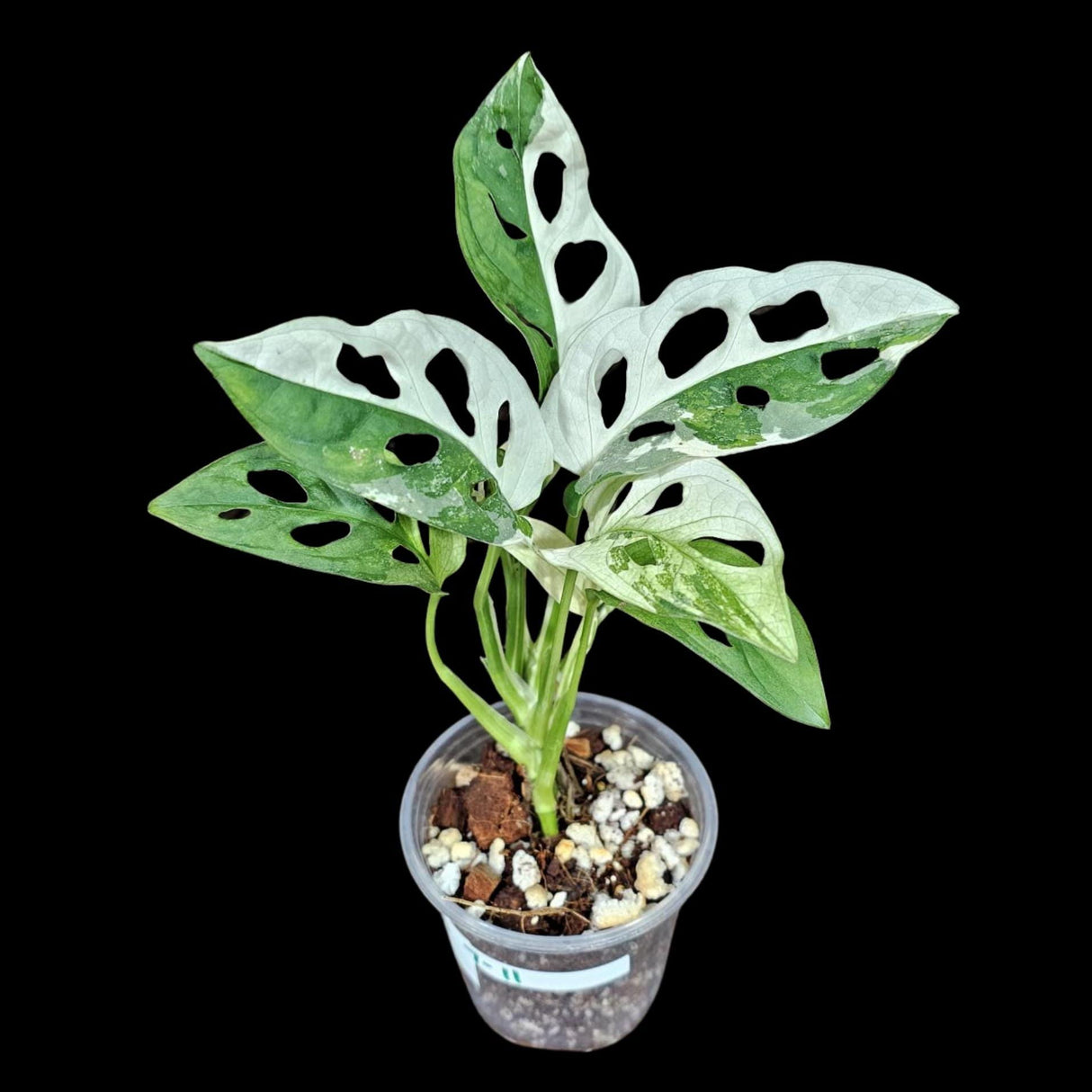 High Variegated White Monstera Adansonii Albo in a Nursery Pot - Swiss Cheese Half-Moon Leaf Potted Plant- SAME pot as Image - US Seller