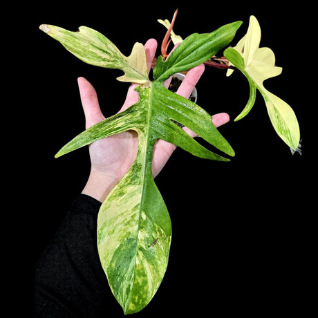 Variegated Philodendron Florida Beauty in a Nursery Pot - Extremely Rare High Variegated Florida Beauty Live Indoor plant -Same Potted Plant