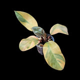Variegated Black Cardinal Philodendron in a Nursery Pot - EXTREMELY Rare Collector Plant - Very Hard to come by - Black Plant - US Seller