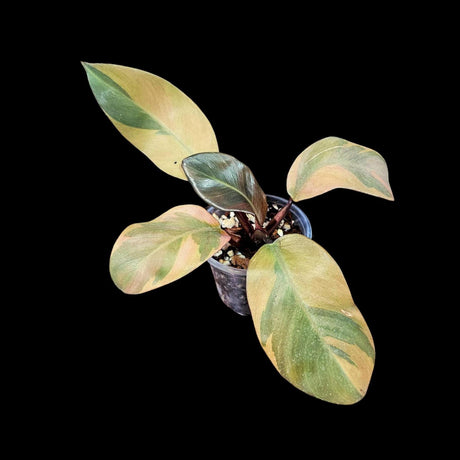 Variegated Black Cardinal Philodendron in a Nursery Pot - EXTREMELY Rare Collector Plant - Very Hard to come by - Black Plant - US Seller