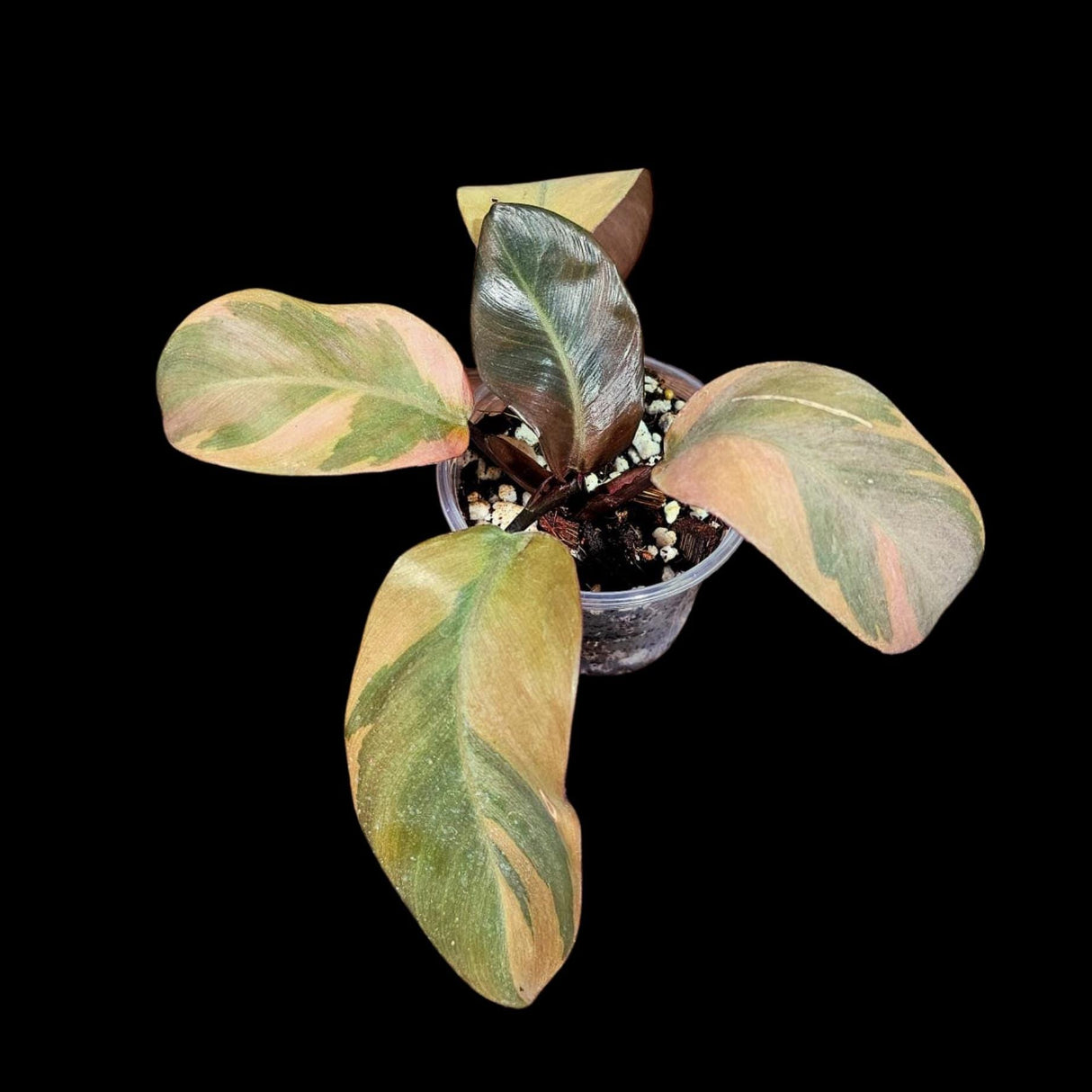 Variegated Black Cardinal Philodendron in a Nursery Pot - EXTREMELY Rare Collector Plant - Very Hard to come by - Black Plant - US Seller