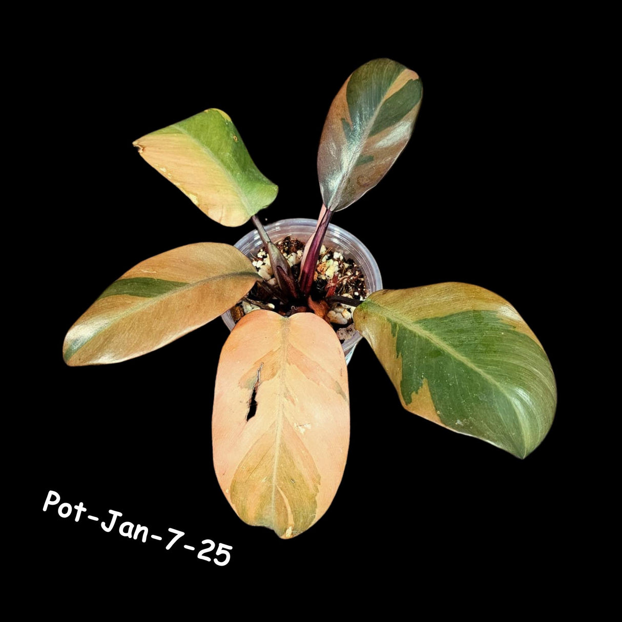 Variegated Black Cardinal Philodendron in a Nursery Pot - RARE Collector Plant - Very Hard to Come By - Exact Same Potted Plant - US Seller