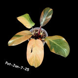 Variegated Black Cardinal Philodendron in a Nursery Pot - RARE Collector Plant - Very Hard to Come By - Exact Same Potted Plant - US Seller