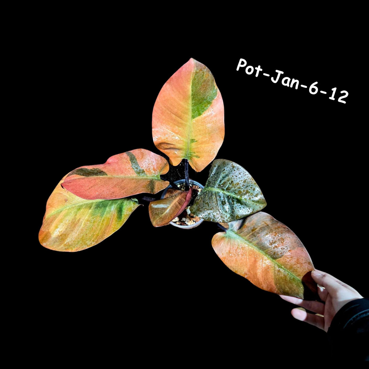 Variegated Black Cardinal Philodendron in a Nursery Pot - RARE Collector Plant - Very Hard to Come By - Exact Same Potted Plant - US Seller