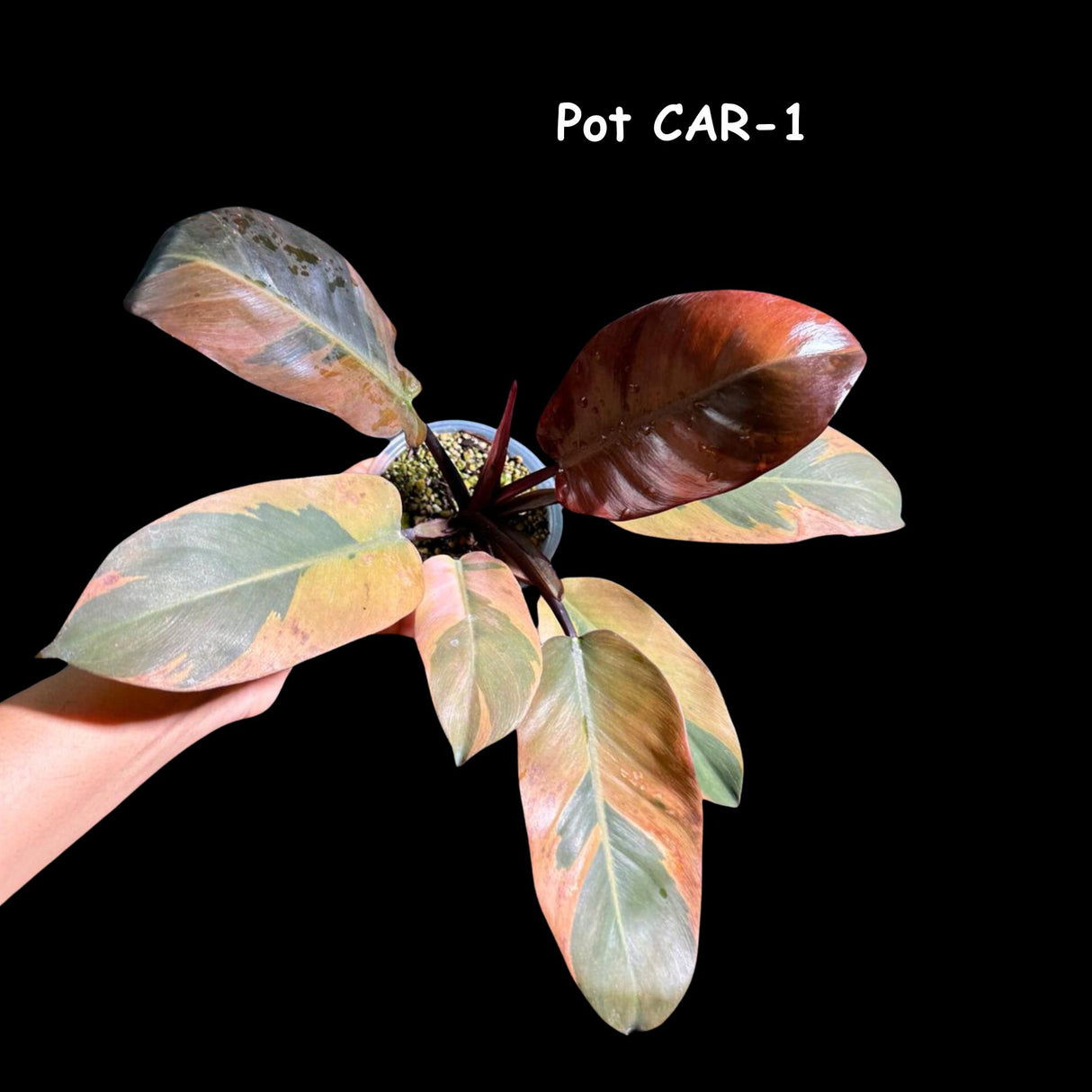 Variegated Black Cardinal Philodendron in a Nursery Pot - RARE Collector Plant - Very Hard to Come By - Exact Same Potted Plant - US Seller