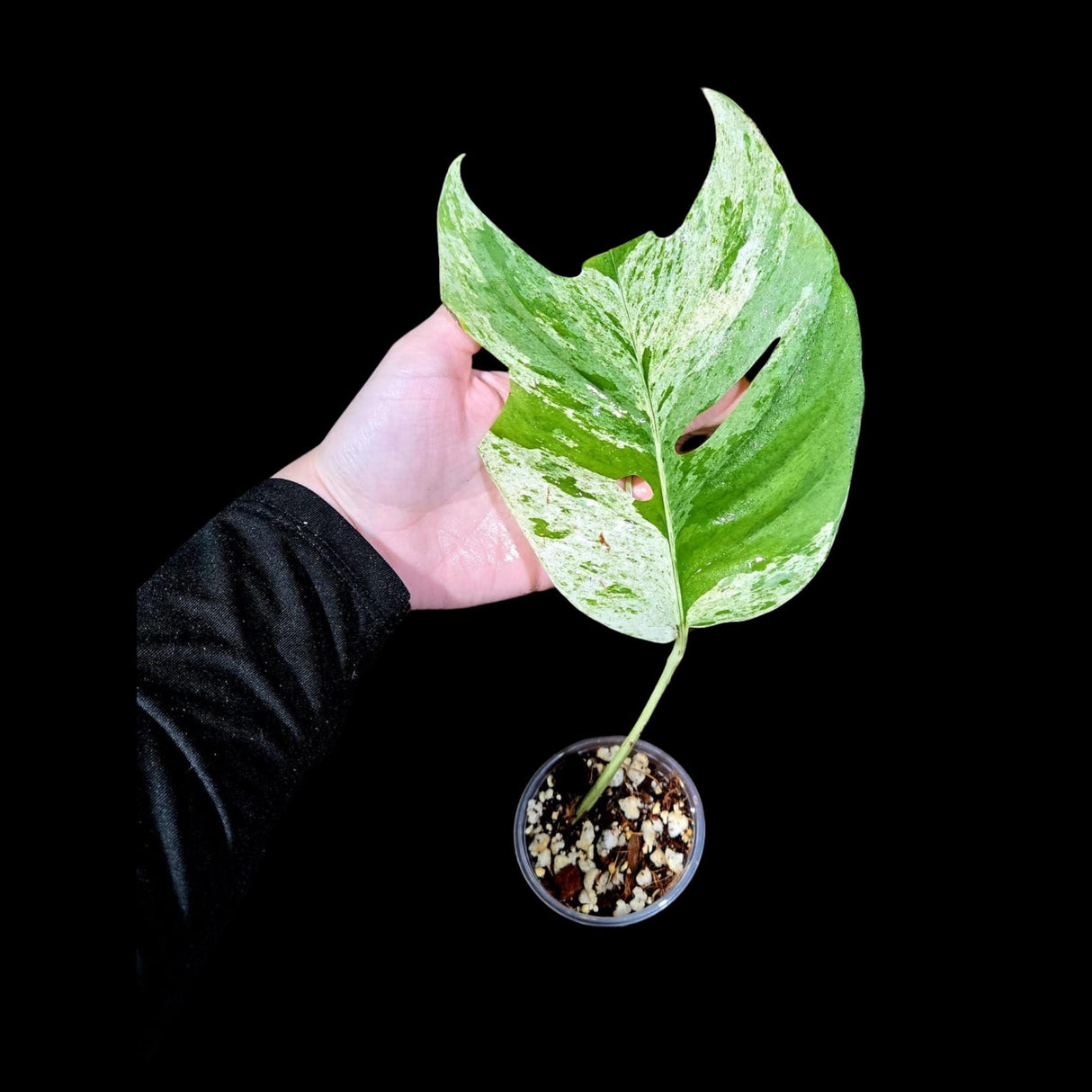 RARE Epipremnum Pinnatum Albo Variegated Plant in a Nursery Pot - Variegated Plant - Rare Collector Indoor Plant -SAME Plant - US Seller