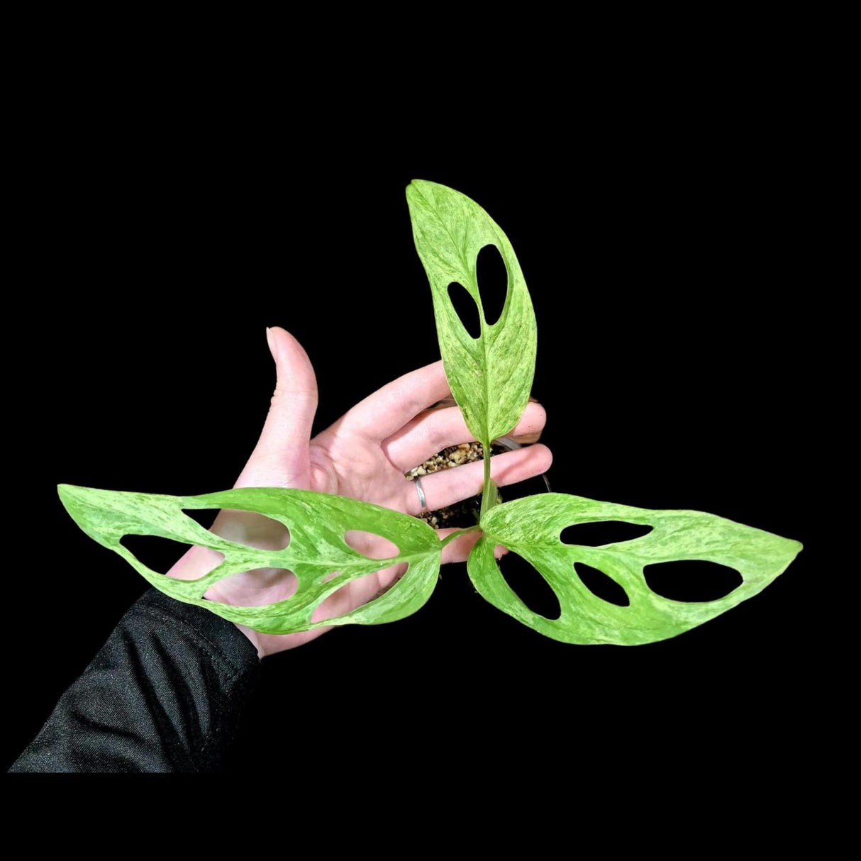 Variegated Monstera Adansonii Mint - Rare Monstera Adansonii Mint - Variegated Adansonii Potted Plant - Exact Same Plant - US SELLER