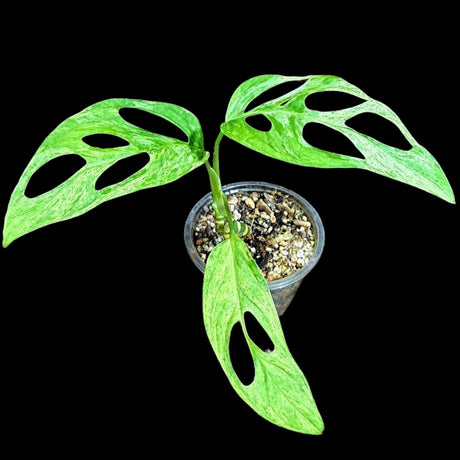 Variegated Monstera Adansonii Mint - Rare Monstera Adansonii Mint - Variegated Adansonii Potted Plant - Exact Same Plant - US SELLER