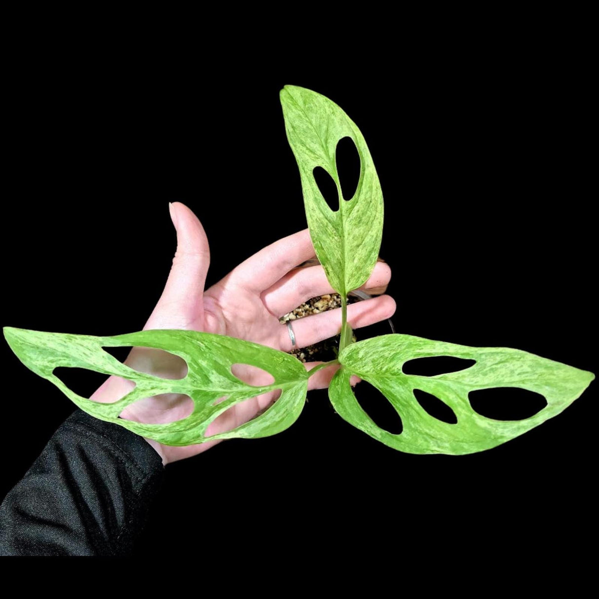 Variegated Monstera Adansonii Mint - Rare Monstera Adansonii Mint - Variegated Adansonii Potted Plant - Exact Same Plant - US SELLER