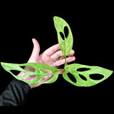Variegated Monstera Adansonii Mint - Rare Monstera Adansonii Mint - Variegated Adansonii Potted Plant - Exact Same Plant - US SELLER