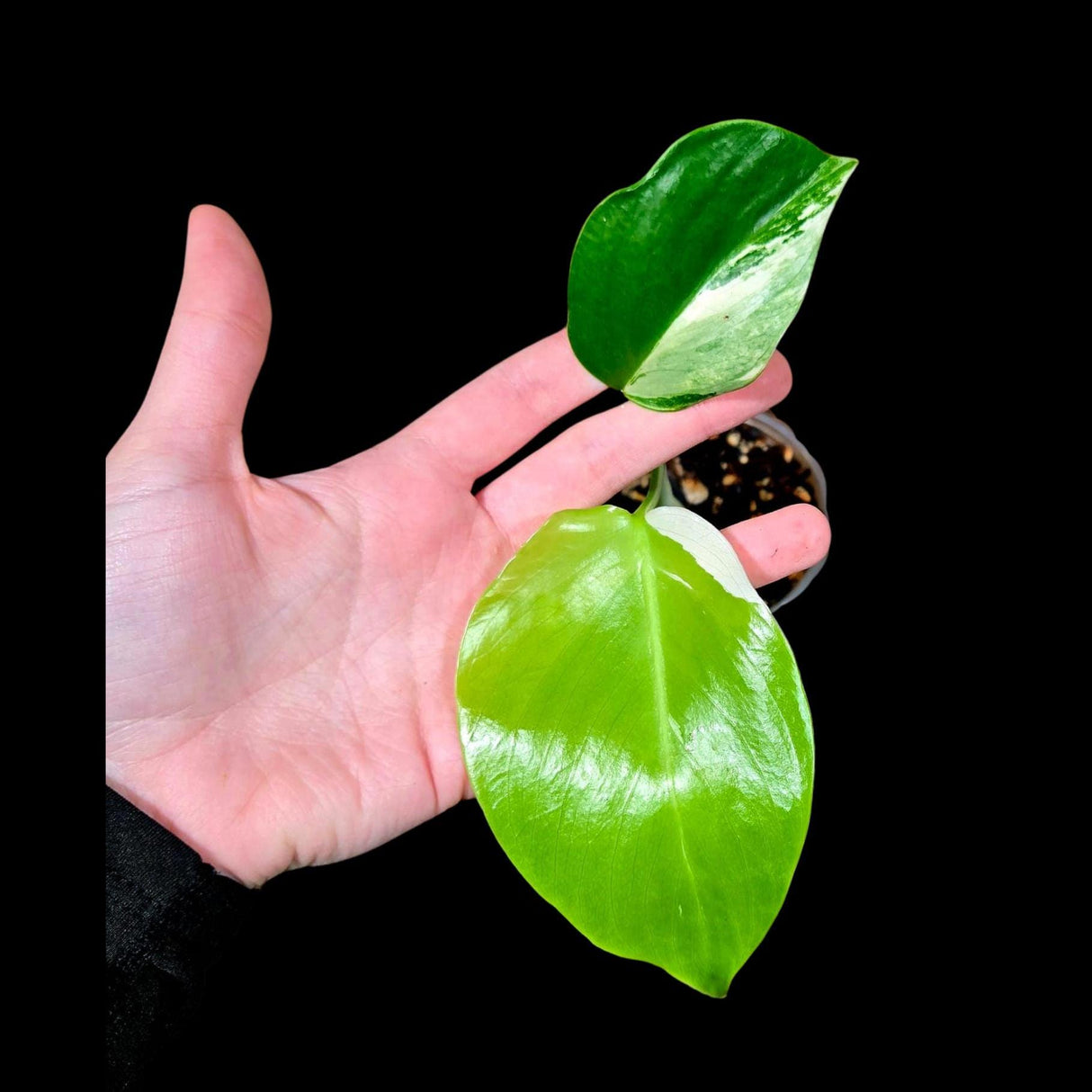 Variegated Monstera Albo Plant - Rare Indoor White Monstera Albo Borsigiana Plant - Albo Monstera - LARGE Form -Rare Houseplant -EXACT Plant