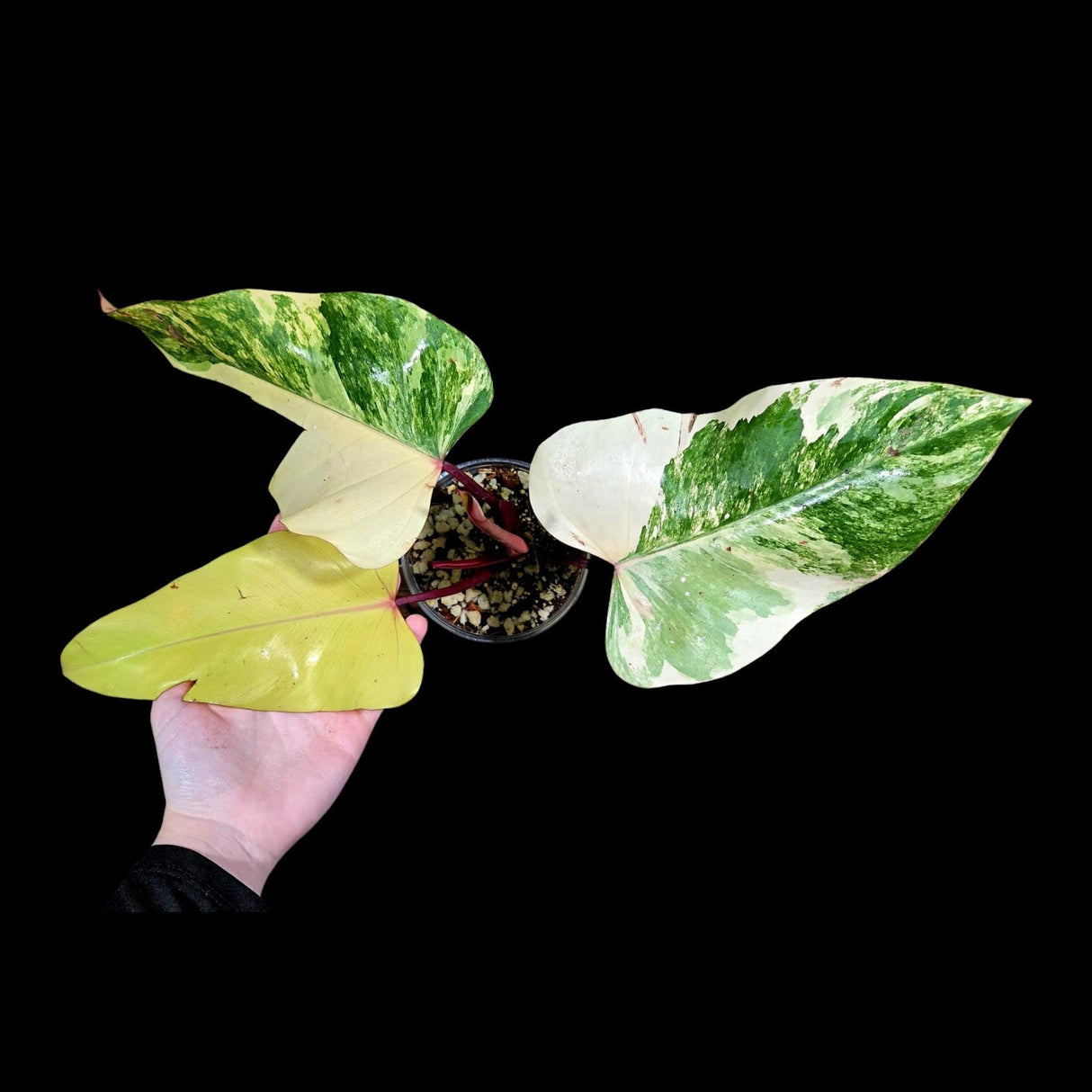 Variegated Philodendron Strawberry Shake in a Nursery Pot - RARE Collector Mature Plant - Pink Strawberry Shake Plant - US Seller