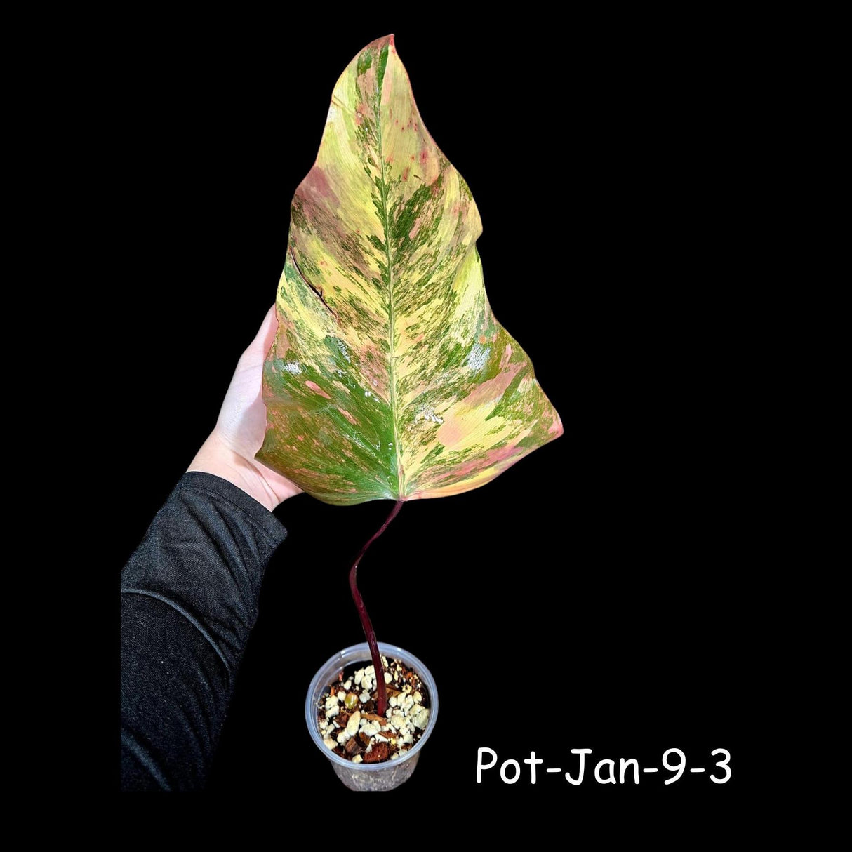 Variegated Philodendron Strawberry Shake in a Nursery Pot- Rare Strawberry Single Leaf Potted Plant - Collector GIFT Plant - Grower's Choice