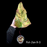 Variegated Philodendron Strawberry Shake in a Nursery Pot- Rare Strawberry Single Leaf Potted Plant - Collector GIFT Plant - Grower's Choice