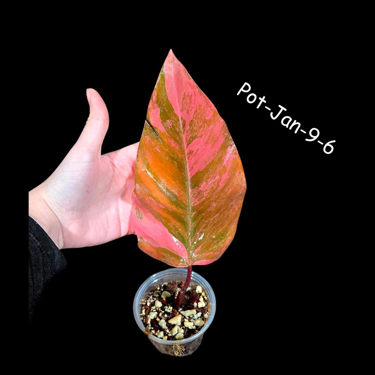 Variegated Philodendron Strawberry Shake in a Nursery Pot- Rare Strawberry Single Leaf Potted Plant - Collector GIFT Plant - Grower's Choice