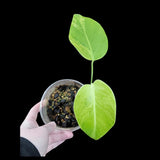 Monstera Aurea Variegated Borsigiana in a Nursery Pot - Monstera Aurea Top Cut Potted Plant - Monstera Marmota - SAME PLANT as images