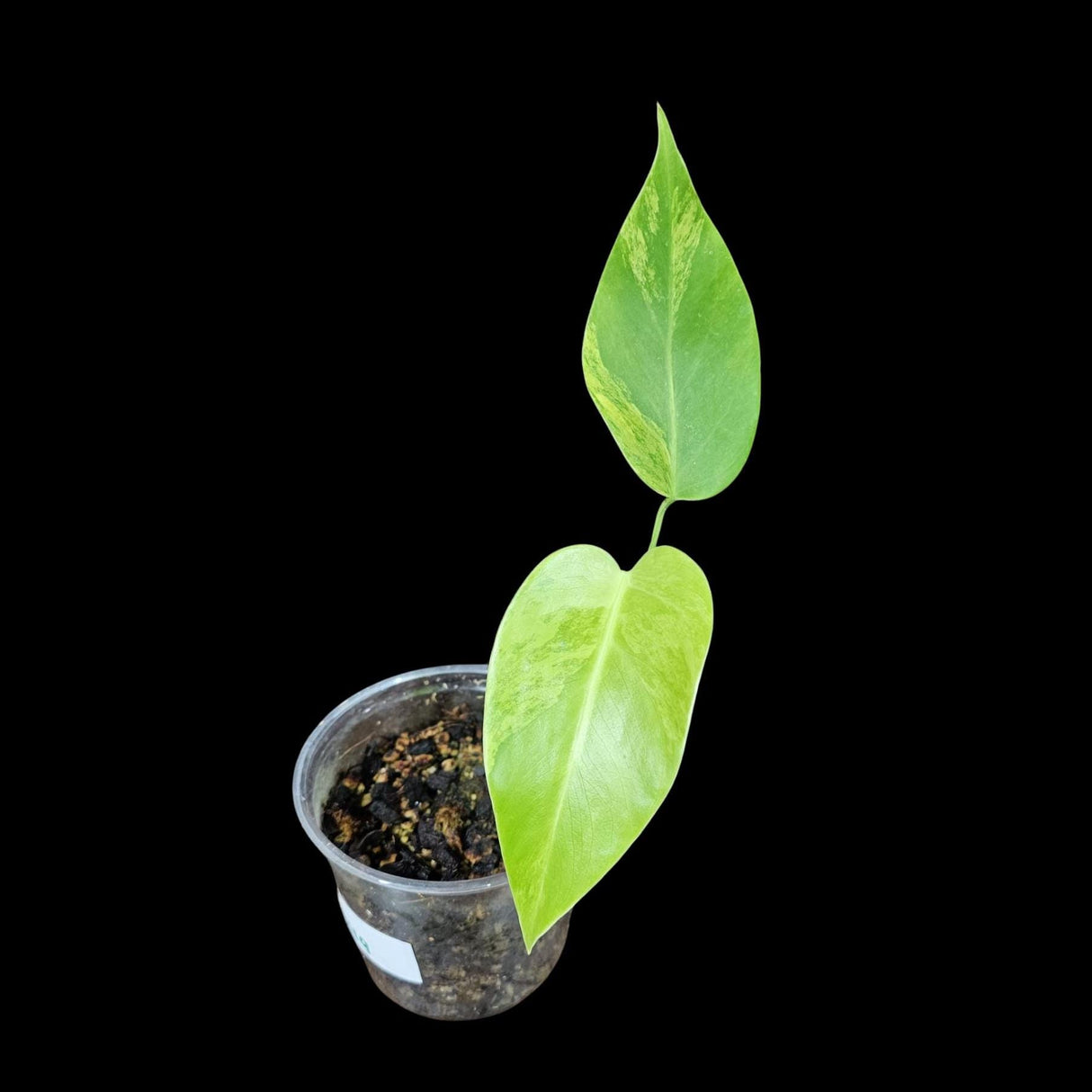 Monstera Aurea Variegated Borsigiana in a Nursery Pot - Monstera Aurea Top Cut Potted Plant - Monstera Marmota - SAME PLANT as images