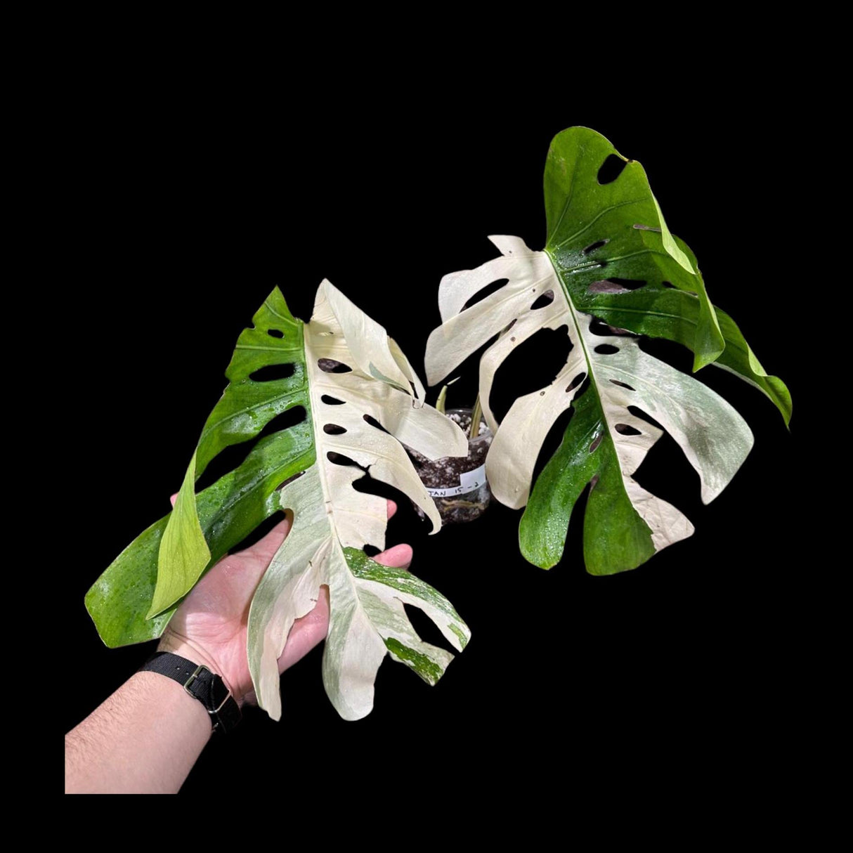 Variegated Monstera Albo Plant - Rare Indoor White Monstera Albo Borsigiana Plant - Albo Large Leaf Plant - Rare Houseplant -EXACT Plant