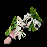 Variegated Monstera Albo Plant - Rare Indoor White Monstera Albo Borsigiana Plant - Albo Large Leaf Plant - Rare Houseplant -EXACT Plant