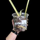 Variegated Monstera Albo Plant - Rare Indoor White Monstera Albo Borsigiana Plant - Albo Large Leaf Plant - Rare Houseplant -EXACT Plant