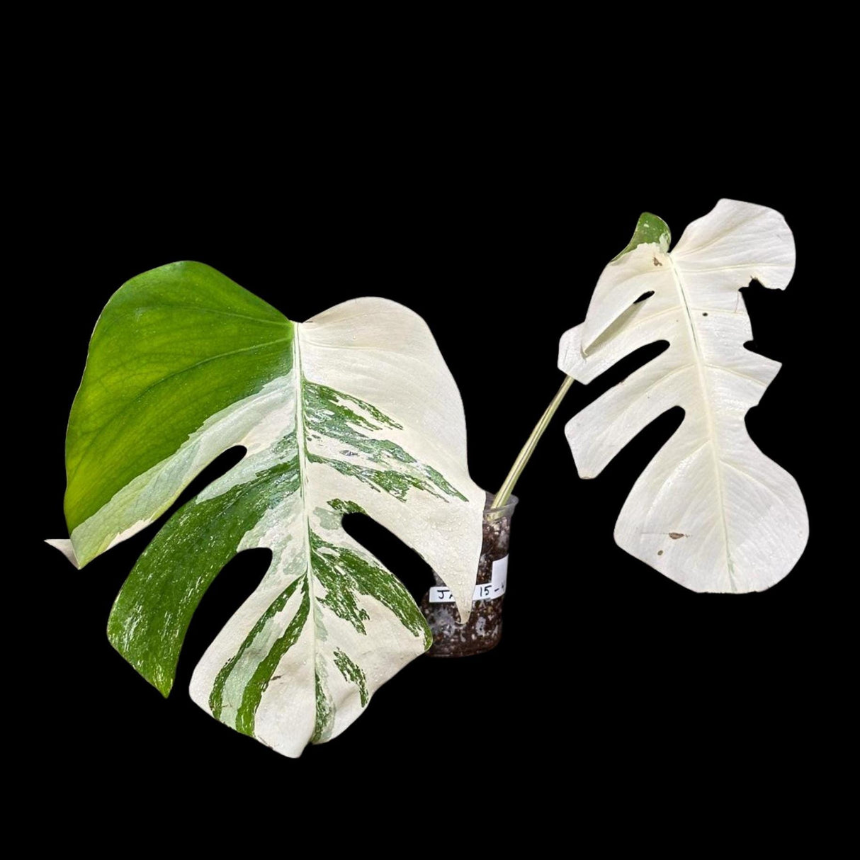 Variegated Monstera Albo Plant - Rare Indoor White Monstera Albo Borsigiana Plant - Albo Half-Moon Leaf Plant - Rare Houseplant -EXACT Plant