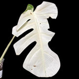 Variegated Monstera Albo Plant - Rare Indoor White Monstera Albo Borsigiana Plant - Albo Half-Moon Leaf Plant - Rare Houseplant -EXACT Plant