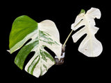 Variegated Monstera Albo Plant - Rare Indoor White Monstera Albo Borsigiana Plant - Albo Half-Moon Leaf Plant - Rare Houseplant -EXACT Plant