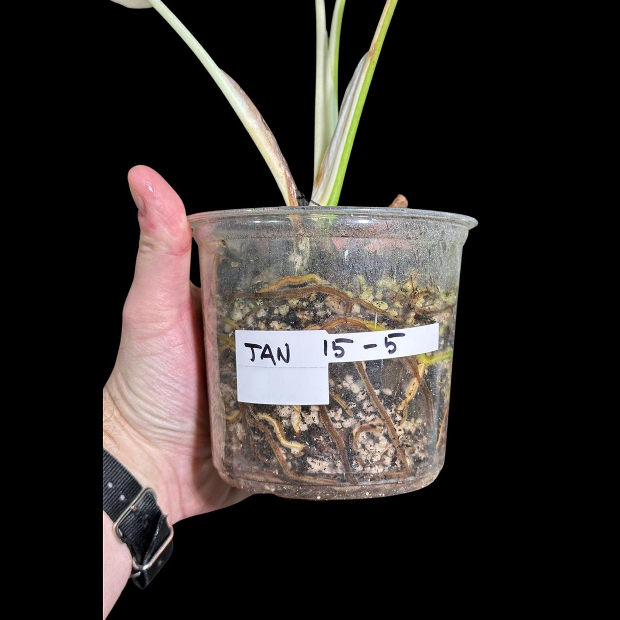Variegated Monstera Albo Plant - Rare Indoor White Monstera Albo Borsigiana Plant - Albo All White Leaf Plant - Rare Houseplant -EXACT Plant