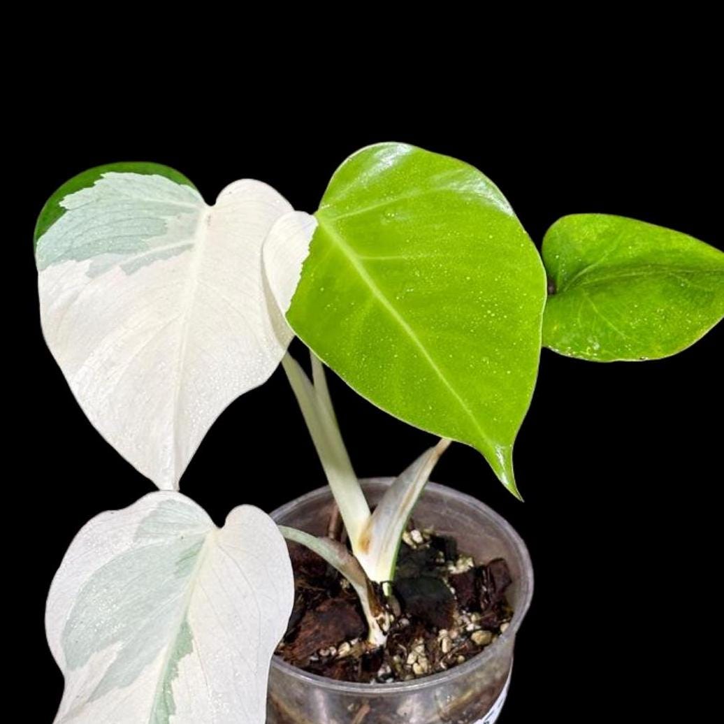Variegated Monstera Albo Plant - Rare Indoor White Monstera Albo Borsigiana Plant - Albo All White Leaf Plant - Rare Houseplant -EXACT Plant