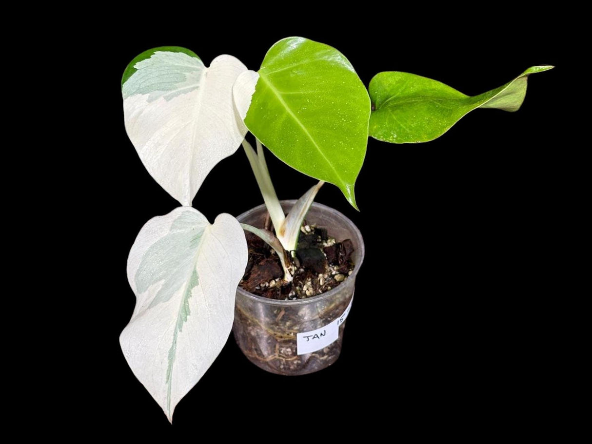 Variegated Monstera Albo Plant - Rare Indoor White Monstera Albo Borsigiana Plant - Albo All White Leaf Plant - Rare Houseplant -EXACT Plant