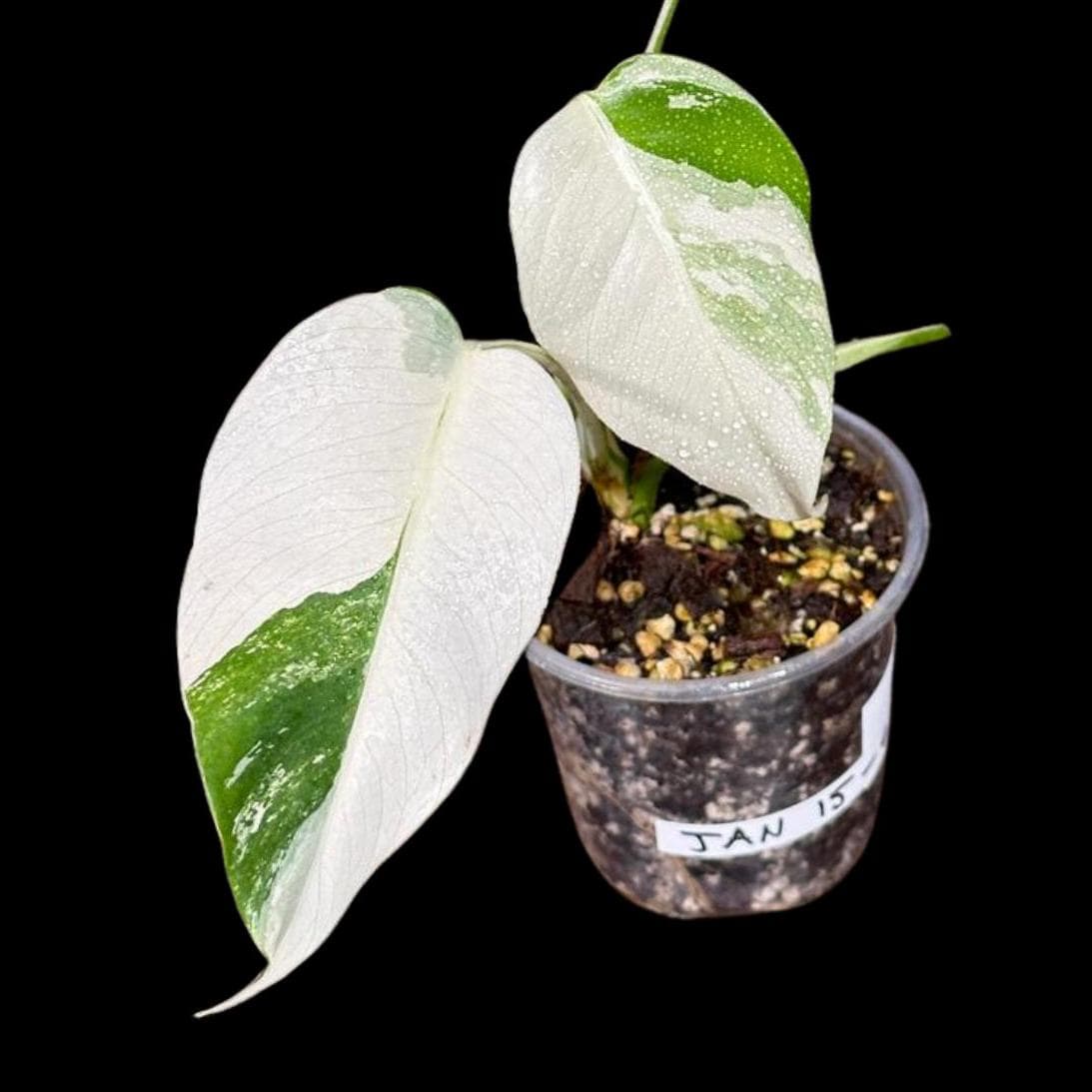 Variegated Monstera Albo Plant - Rare Indoor White Monstera Albo Borsigiana Plant - Monstera Albo Mature Plant - Rare Houseplant