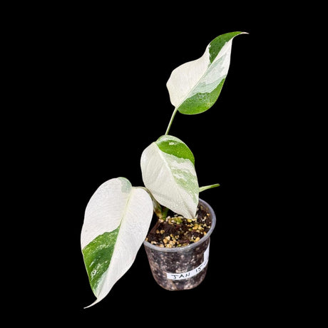 Variegated Monstera Albo Plant - Rare Indoor White Monstera Albo Borsigiana Plant - Monstera Albo Mature Plant - Rare Houseplant