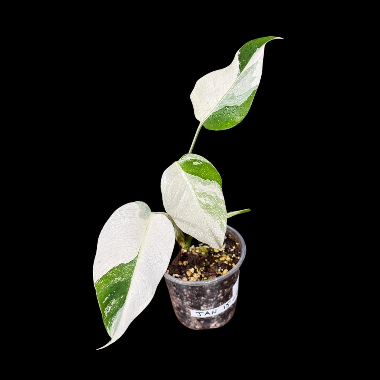 Variegated Monstera Albo Plant - Rare Indoor White Monstera Albo Borsigiana Plant - Monstera Albo Mature Plant - Rare Houseplant