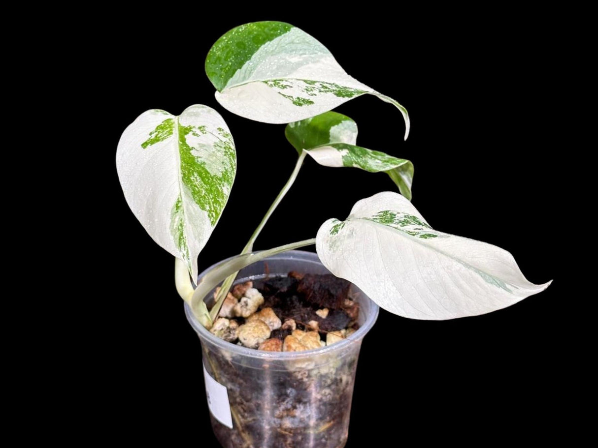 Variegated Monstera Albo Plant - Rare Indoor White Monstera Albo Borsigiana Plant - Monstera Albo Mature Plant - Rare Houseplant-EXACT Plant