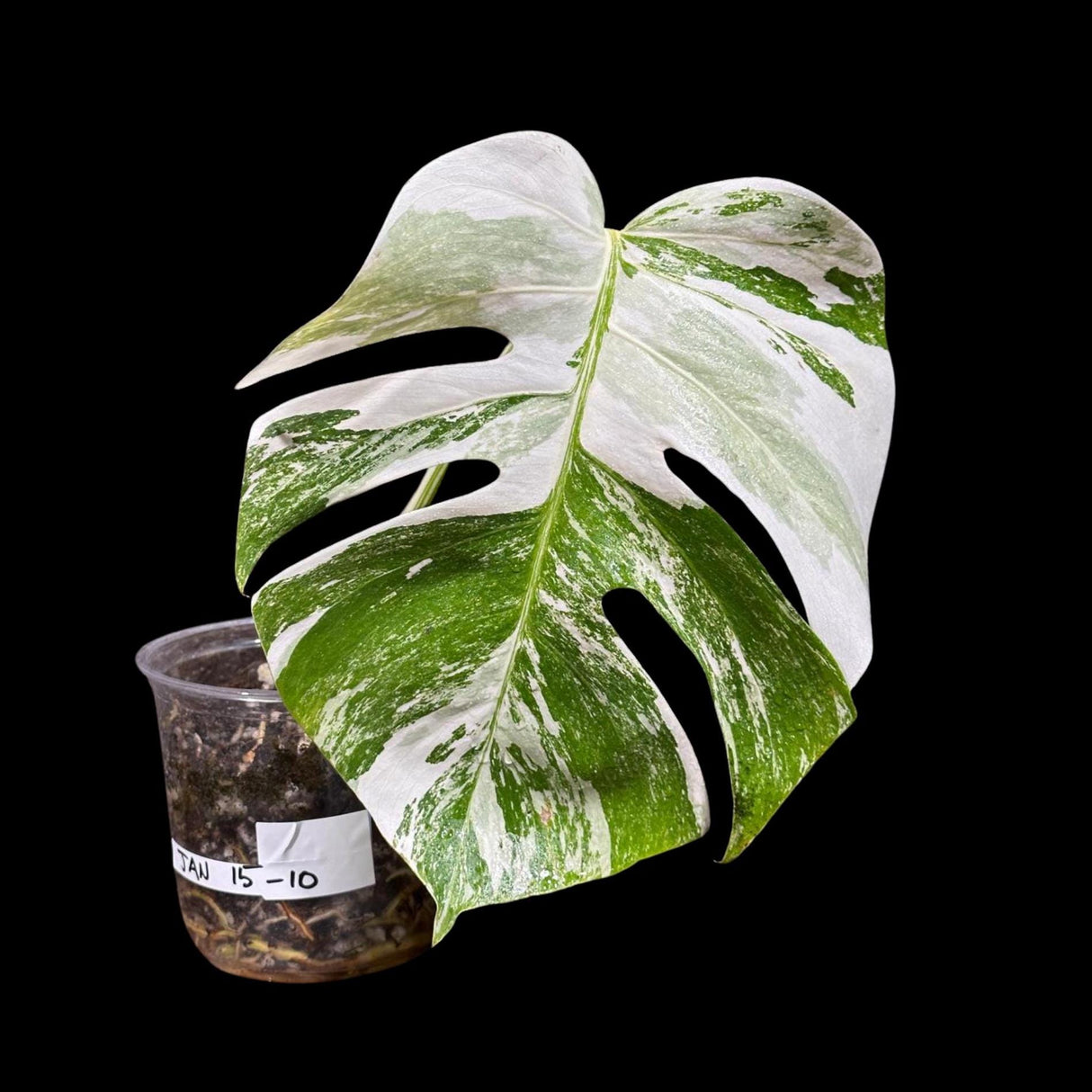 Variegated Monstera Albo Plant - Rare Indoor White Monstera Albo Borsigiana Plant - Albo Monstera - US Seller - Rare Houseplant