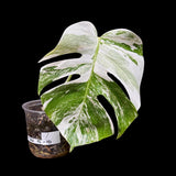Variegated Monstera Albo Plant - Rare Indoor White Monstera Albo Borsigiana Plant - Albo Monstera - US Seller - Rare Houseplant