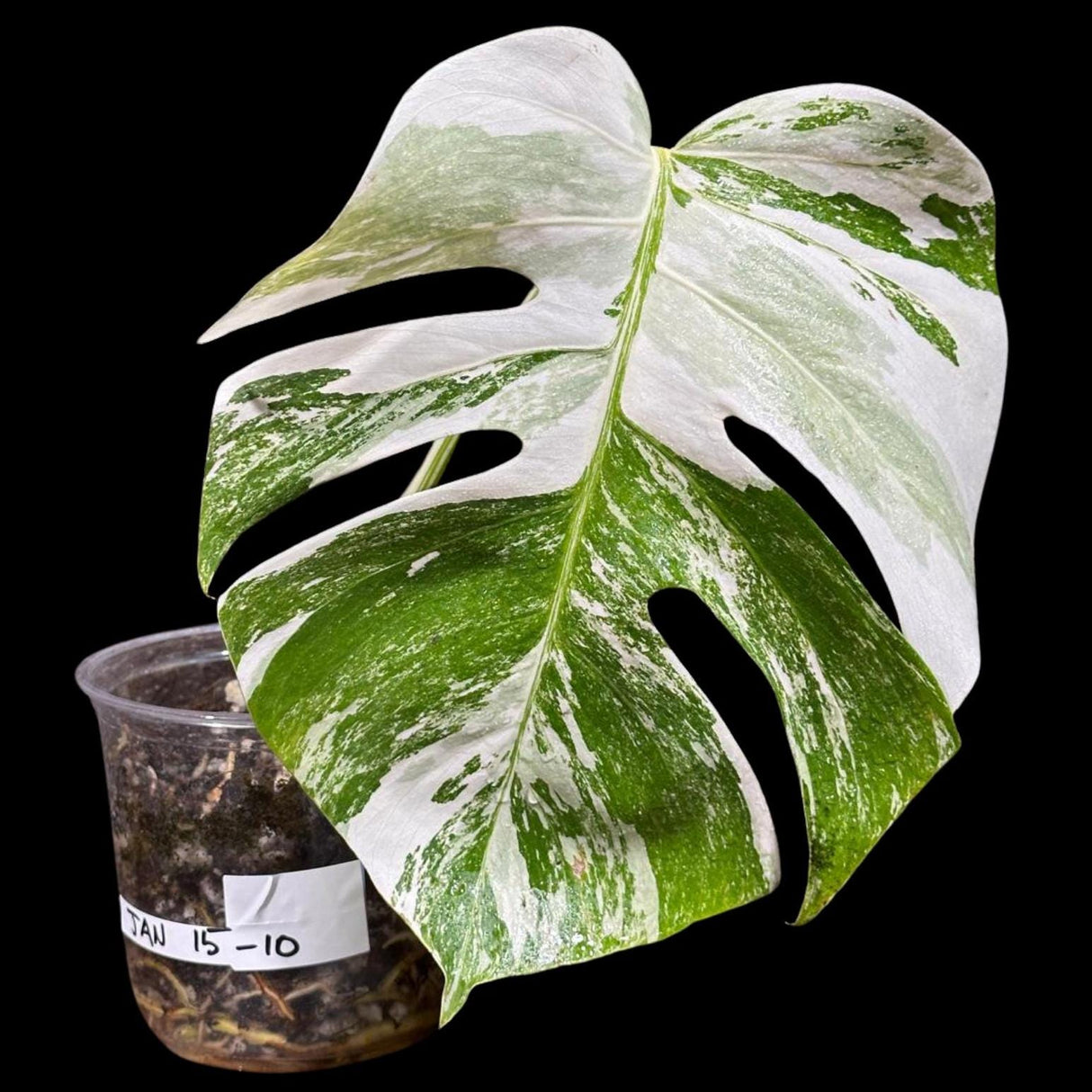 Variegated Monstera Albo Plant - Rare Indoor White Monstera Albo Borsigiana Plant - Albo Monstera - US Seller - Rare Houseplant